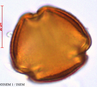 ISEM 1/Turpinia_occidentalis_29248/Turpinia_occidentalis_29248_0001(copy)_thumb.jpg